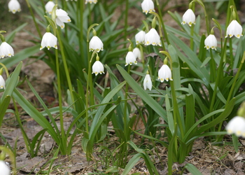 Frühlings-Knotenblume (Leucojum vernum)